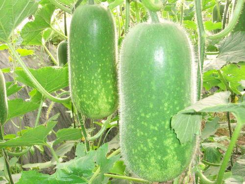 吃瓜网今日吃瓜 热门大瓜唐山,吃瓜网揭秘今日热门大瓜