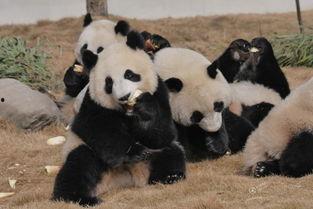 熊猫人吃瓜事件,揭秘动物界的“网红”现象