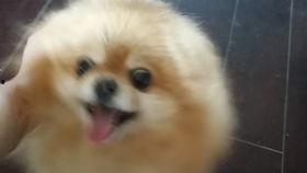 吃瓜小博美,揭秘宠物界的“网红”生活