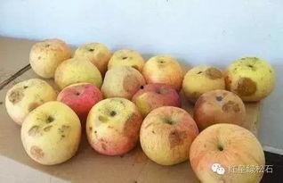 吃坏了的瓜头晕,揭秘夏日饮食安全