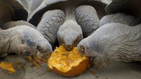 吃瓜乌龟的视频