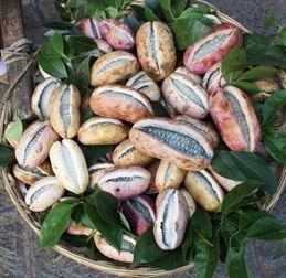 8月瓜如何吃,8月瓜果的多样食用指南