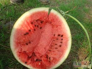 大山专业代吃员吃瓜,瓜界新宠，带你领略美食盛宴