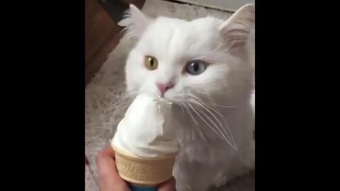 猫吃冰淇淋瓜,冰淇淋瓜的诱惑之旅