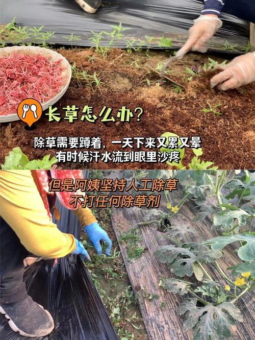帝王路吃瓜,宫廷风云，吃瓜群众揭秘宫廷秘闻