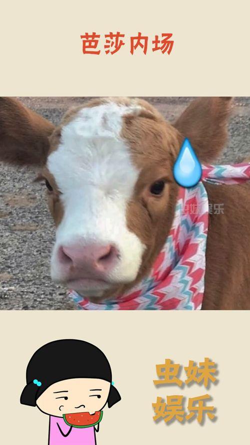 白云抖音吃瓜,揭秘娱乐圈幕后故事