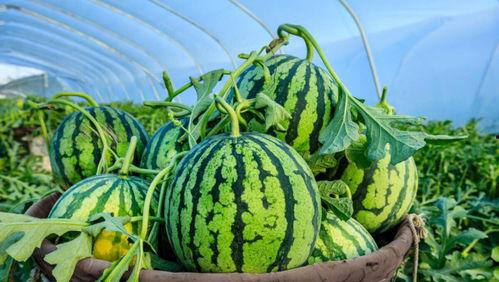 刺瓜是秋瓜吗怎么吃的