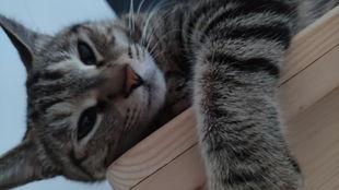 星球兽吃瓜,吃瓜背后的宇宙奥秘