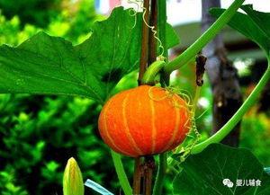 宝宝蓝瓜怎么吃,宝宝蓝瓜的多样食用方法探索