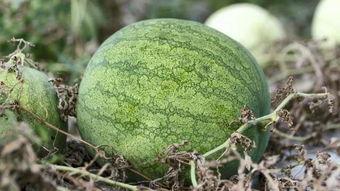 吃兰州的瓜,兰州瓜果飘香之旅