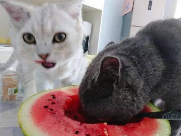 相扑猫吃瓜,萌宠界的“摔跤”盛宴