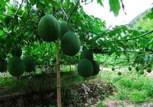 吃吊瓜好么,吃吊瓜的好处与美味分享