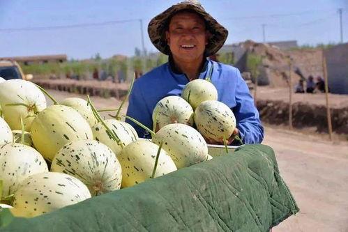 甘肃瓜州在哪里吃瓜,探寻甘肃瓜州的最佳吃瓜胜地