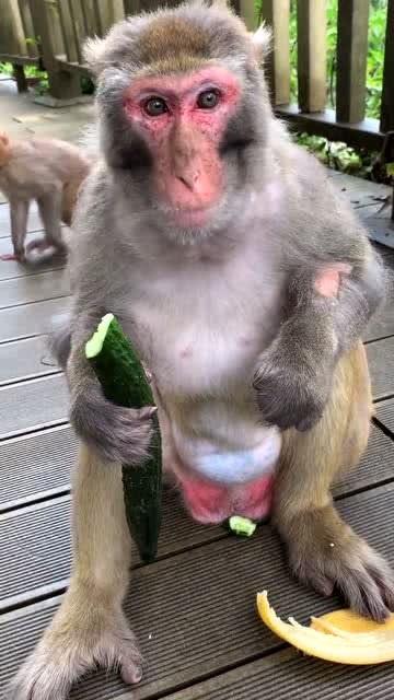 猴嫂吃瓜,揭秘娱乐圈背后的秘密与八卦