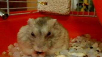 仓鼠吃瓜的视频,萌态十足引网友爆笑