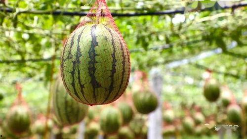 木马湖吃瓜,吃瓜群众纷纷围观