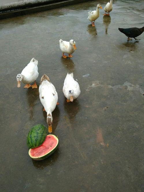 鸭吃蜜瓜,探寻生态农业的甜蜜奥秘