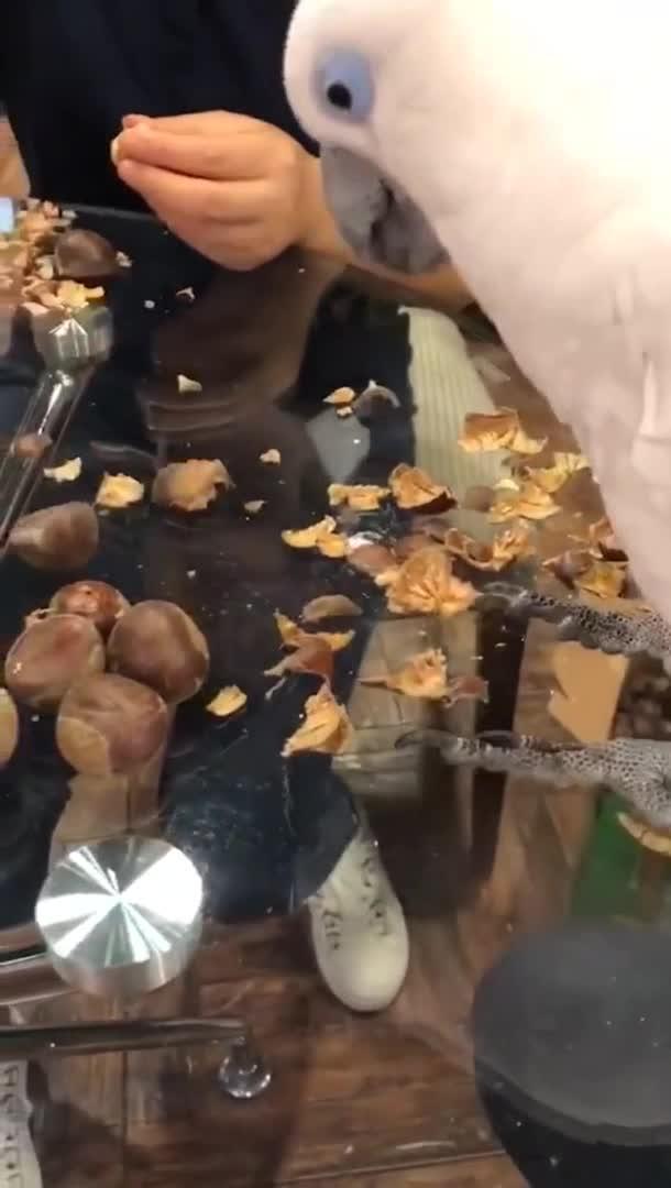 鹦鹉吃板栗瓜,趣味食趣记