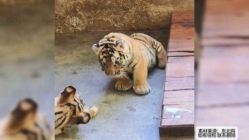 无忧小老虎吃瓜视频,揭秘娱乐圈幕后趣闻