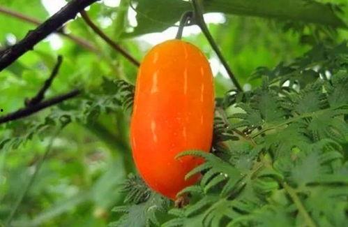 兰瓜怎么吃,探索美味与营养的完美融合