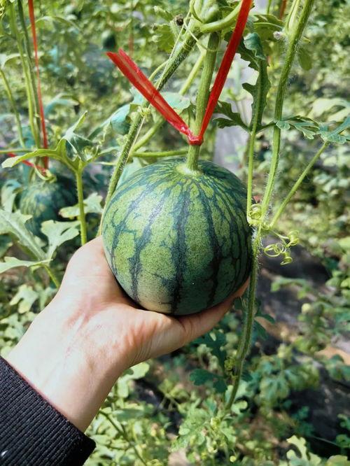 人类吃红瓜,探寻人类饮食文化的瑰宝